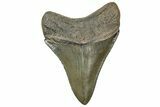 Serrated, Fossil Megalodon Tooth - South Carolina #313820-1